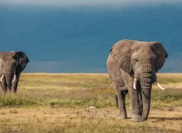 TANZANIA CON ZANZIBAR